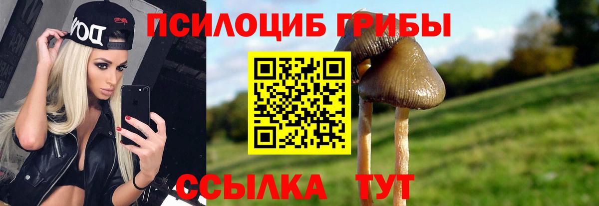 Галлюциногенные грибы Psilocybe Похвистнево